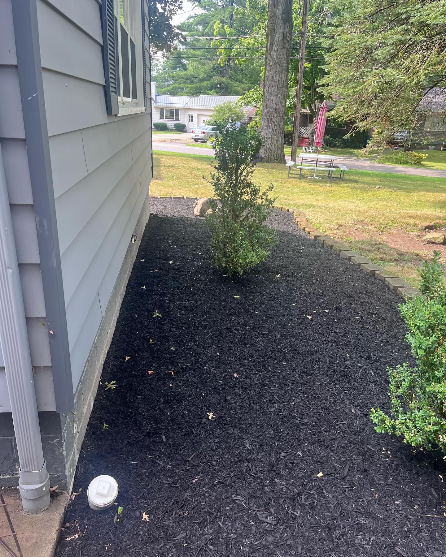 Freshly mulched landscape bed with new shrub planting